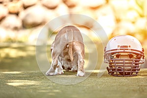 American football concept. A dog with a uniform of an American football player posing for the camera in a park