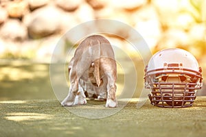 American football concept. A dog with a uniform of an American football player posing for the camera in a park