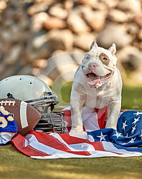 American football concept. A dog with a USA flag and uniform of an American football player posing for the camera in a
