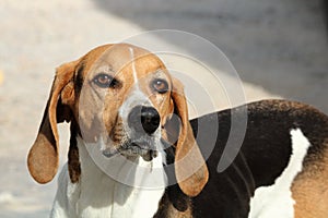 American Foxhound Close-up