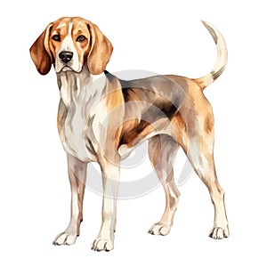 American Foxhound dog breed watercolor illustration. Cute pet drawing isolated on white background. AI Generated