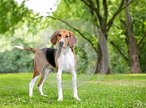 An American Foxhound dog with a head tilt