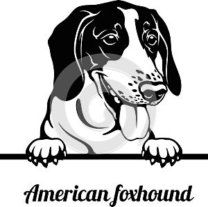 American Foxhound - Peeking Dogs - breed face head isolated on white