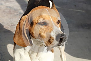 American Foxhound Portrait