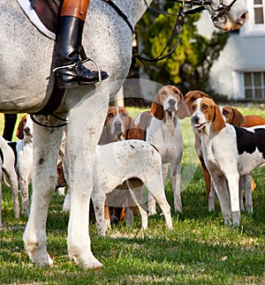 American Foxhounds before a hunt