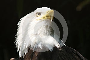 American Freedom Eagle