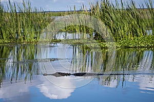 American gator on lake w/sky reflection