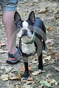 The American Gentleman Boston Terrier