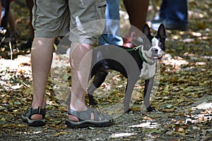 The American Gentleman Boston Terrier on a leash in woods
