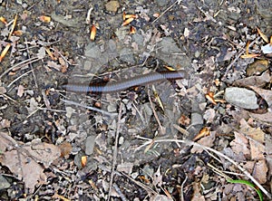 An American giant millipede crawling across a gravel path.