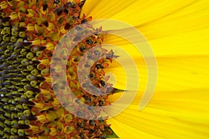American Giant Sunflower center petals macro
