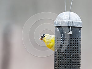 American Gold Finch