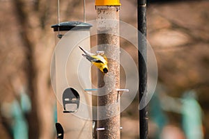 American Gold finch eating from a feeder on a Spring day