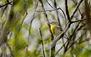 American Gold Finch female breeding colors