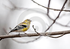 American Gold Finch