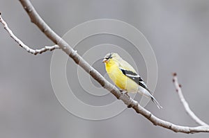 American Gold finch