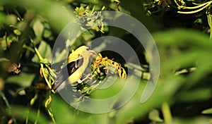 American gold finch male on sunflower