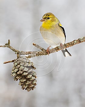 American Gold Finch