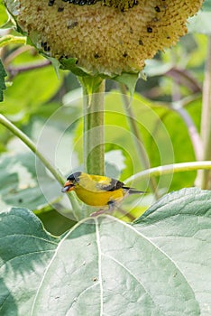 American Gold Finch with a Sunflower Seed photo