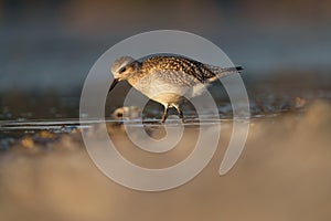 American golden plover resting at seaside