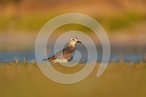 American golden plover resting at seaside