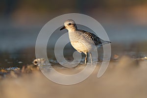 American golden plover resting at seaside