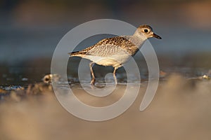 American golden plover resting at seaside