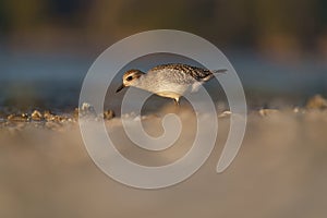 American golden plover resting at seaside