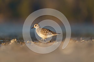 American golden plover resting at seaside