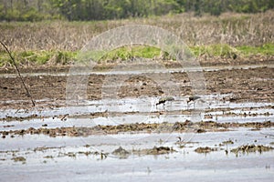 American Golden Plover and White-Faced Ibises