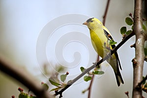 American Goldfinch photo