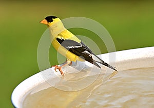 American Goldfinch photo