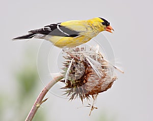 American Goldfinch photo