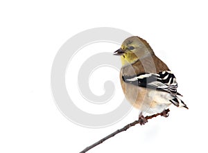 American Goldfinch