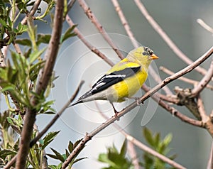 American Goldfinch