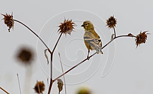 American Goldfinch