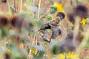 American Goldfinch