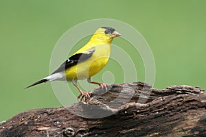 American Goldfinch