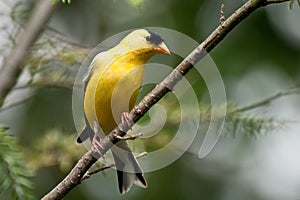 American Goldfinch