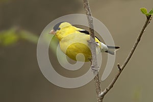 American Goldfinch