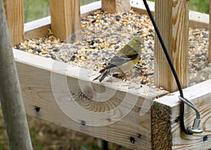 American Goldfinch