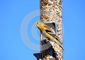 American Goldfinch