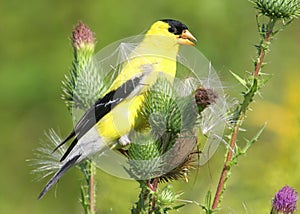 American Goldfinch photo