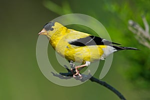 American Goldfinch