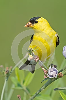 American Goldfinch