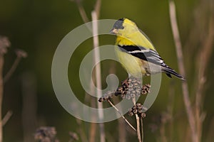 American Goldfinch