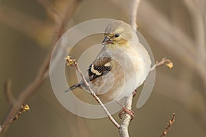 American Goldfinch in Autumn Plumage