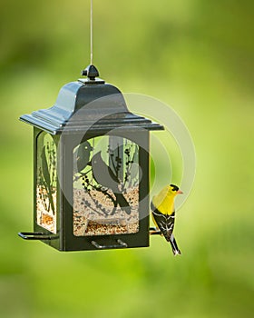 American Goldfinch bird