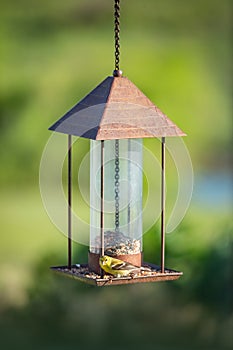 American Goldfinch bird