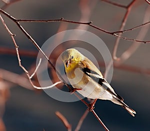 American Goldfinch bird